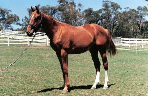 Baron, when purchased at 18 months of age