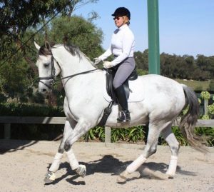 Canter work as a 7 yo Canter work as a 7 yo