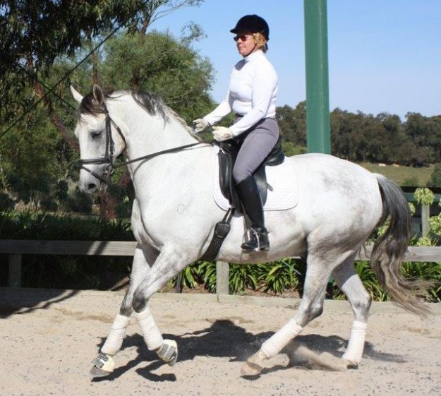 Canter work as a 7 yo