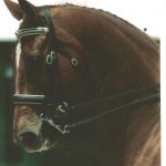 My favourite photo of Baron - totally happy and concentrating