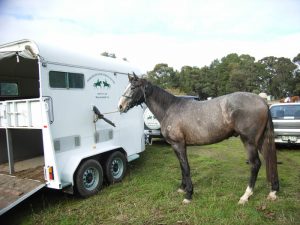 Orlando at riding club as a baby. Nice and relaxed Orlando at riding club as a baby. Nice and relaxed