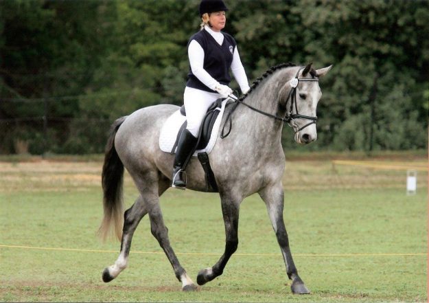 Orlando competing at level 3 TT Dressage unplaced but a good experience