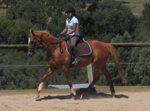 Rukshi and Blutigeroo - Training canter