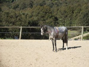 With mouthing gear on Jan 2008 With mouthing gear on Jan 2008