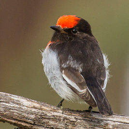 red capped robin